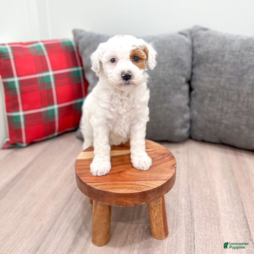 Goldendoodle dogs for sale: Sarah - Ad 9