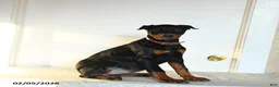Doberman Pinscher dogs for sale: Rita - Ad 5