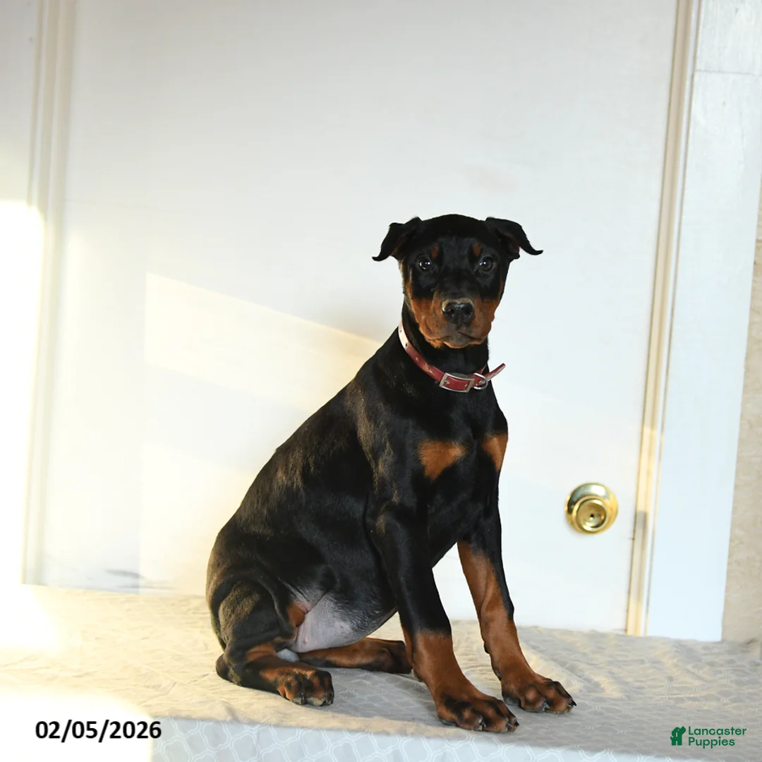 Doberman Pinscher dogs for sale: Rita - Ad 5