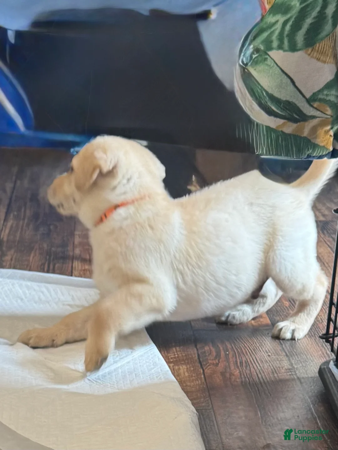 Labrador Retriever dogs for sale: Rollie - Ad 2