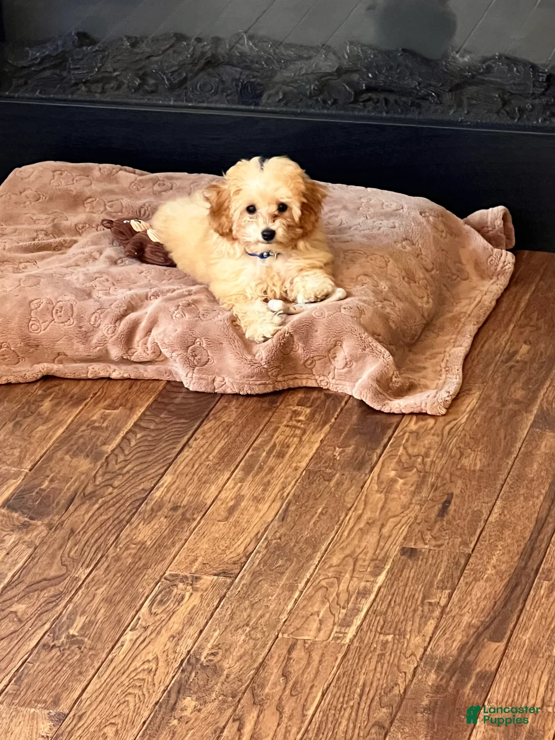 Toy Poodle dogs for sale: Toy Poodle AKC - Ad 11