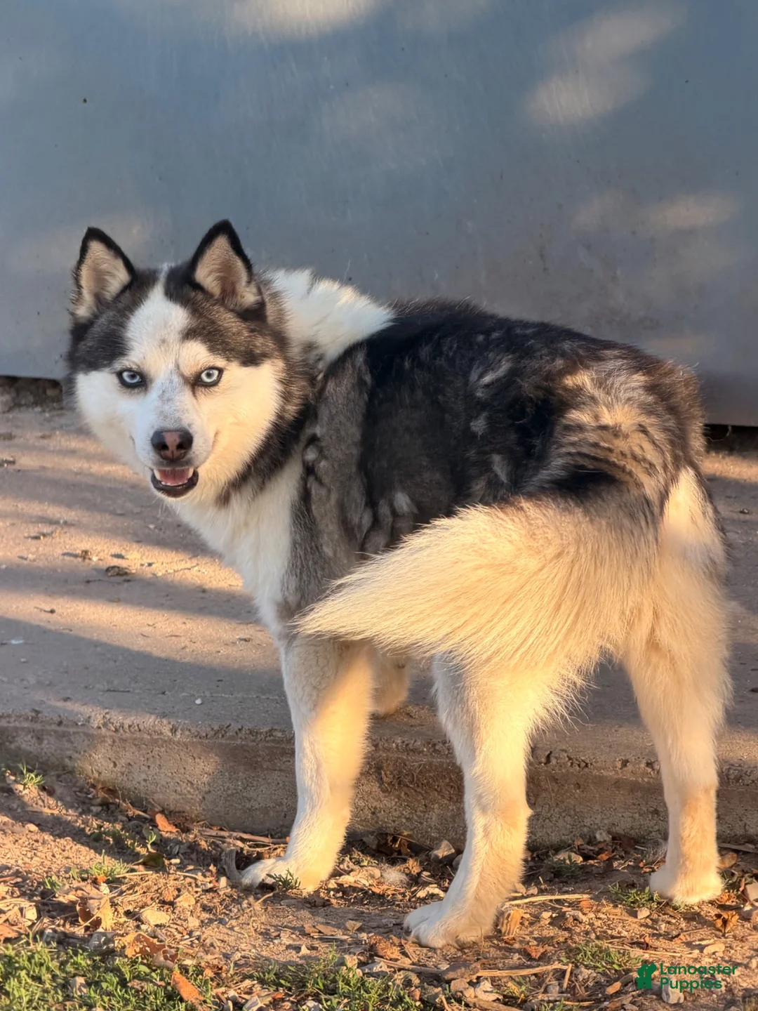 Pomsky dogs for sale: Koda - Ad 5
