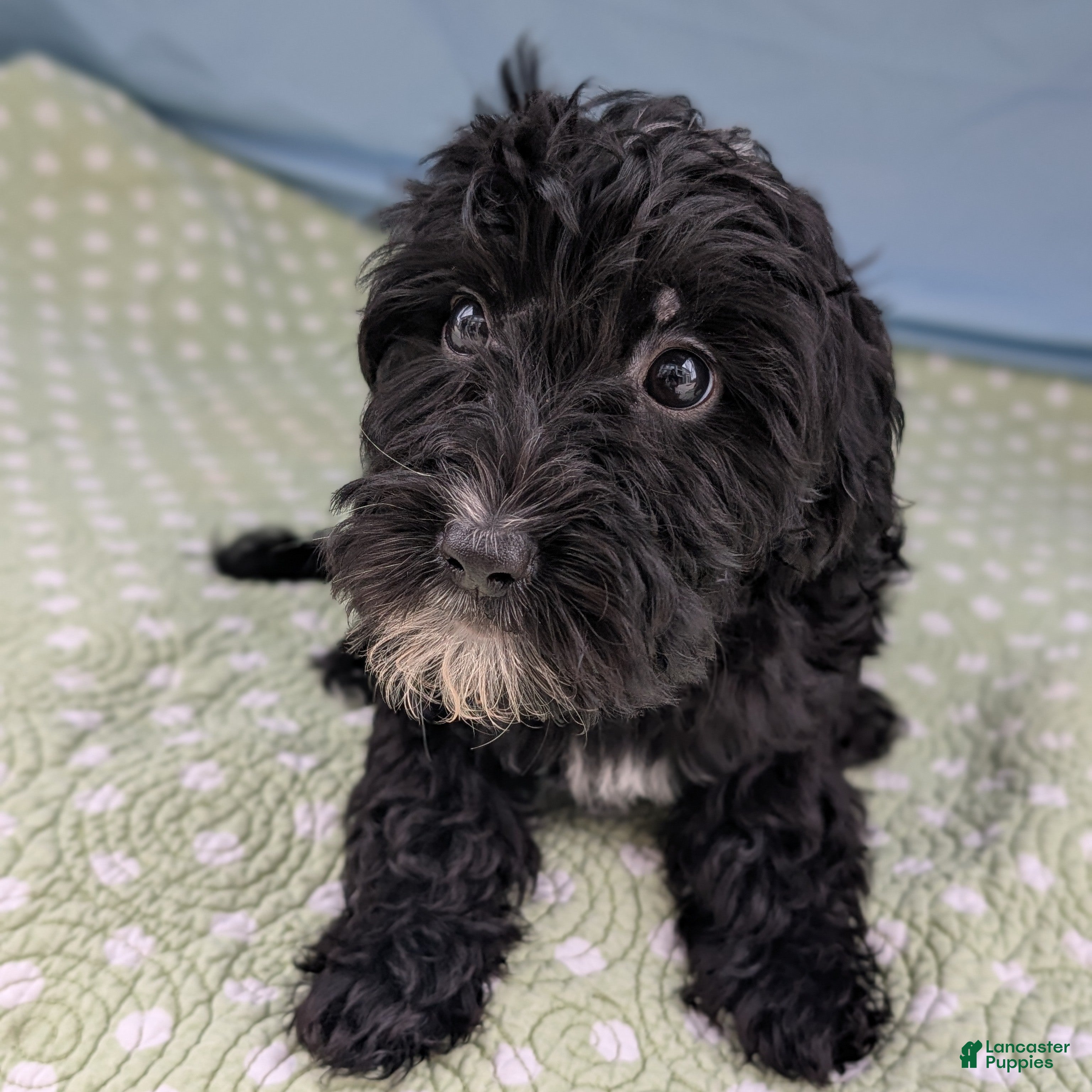 Mixed Breed dogs Flores (Flower) - Ad 22