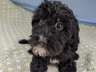 Mixed Breed dogs Flores (Flower) - Ad 11