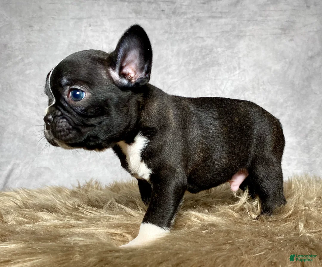 Mixed Breed dogs for sale: Mr. Theo - Ad 2