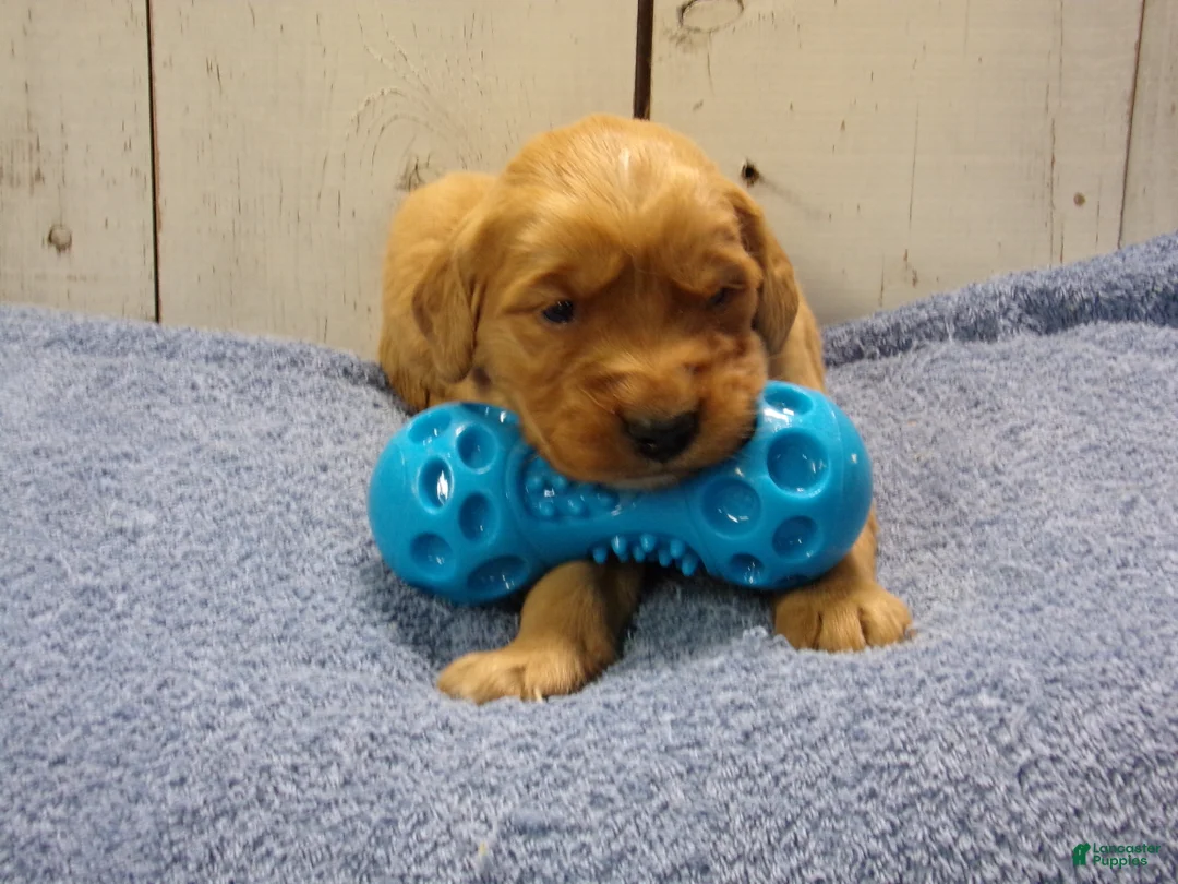 Golden Retriever dogs for sale: Bishop - Ad 1