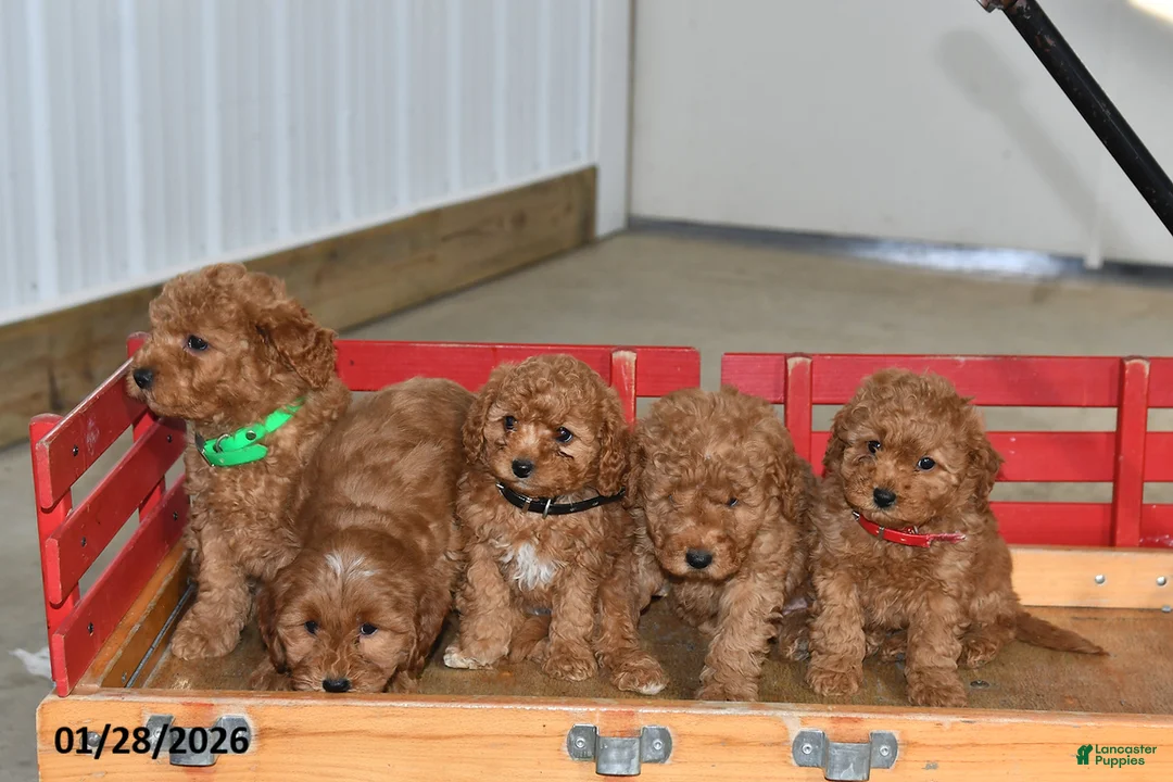 Mini Goldendoodle dogs for sale: Rain - Ad 5