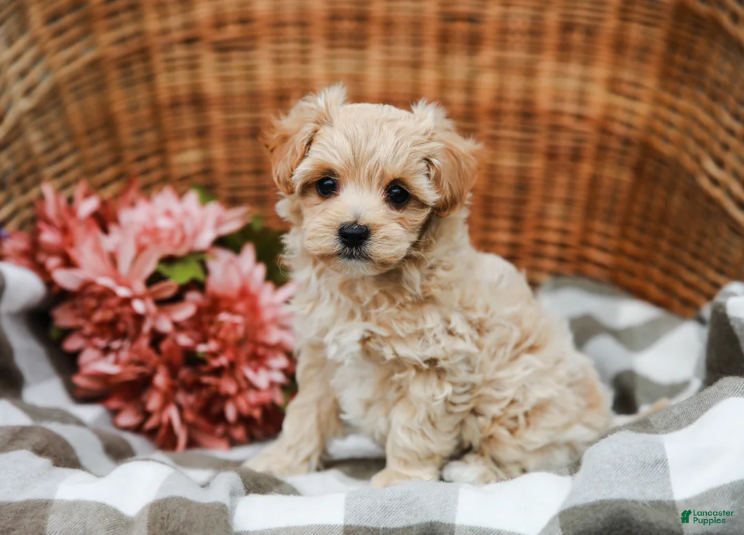 Maltipoo dogs for sale: Callie - Ad 1
