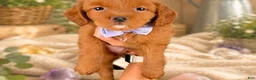 Mini Goldendoodle dogs for sale: Roberta - Ad 4