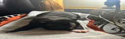 Boston Terrier dogs for sale: Boston Terrier 12 - Ad 1