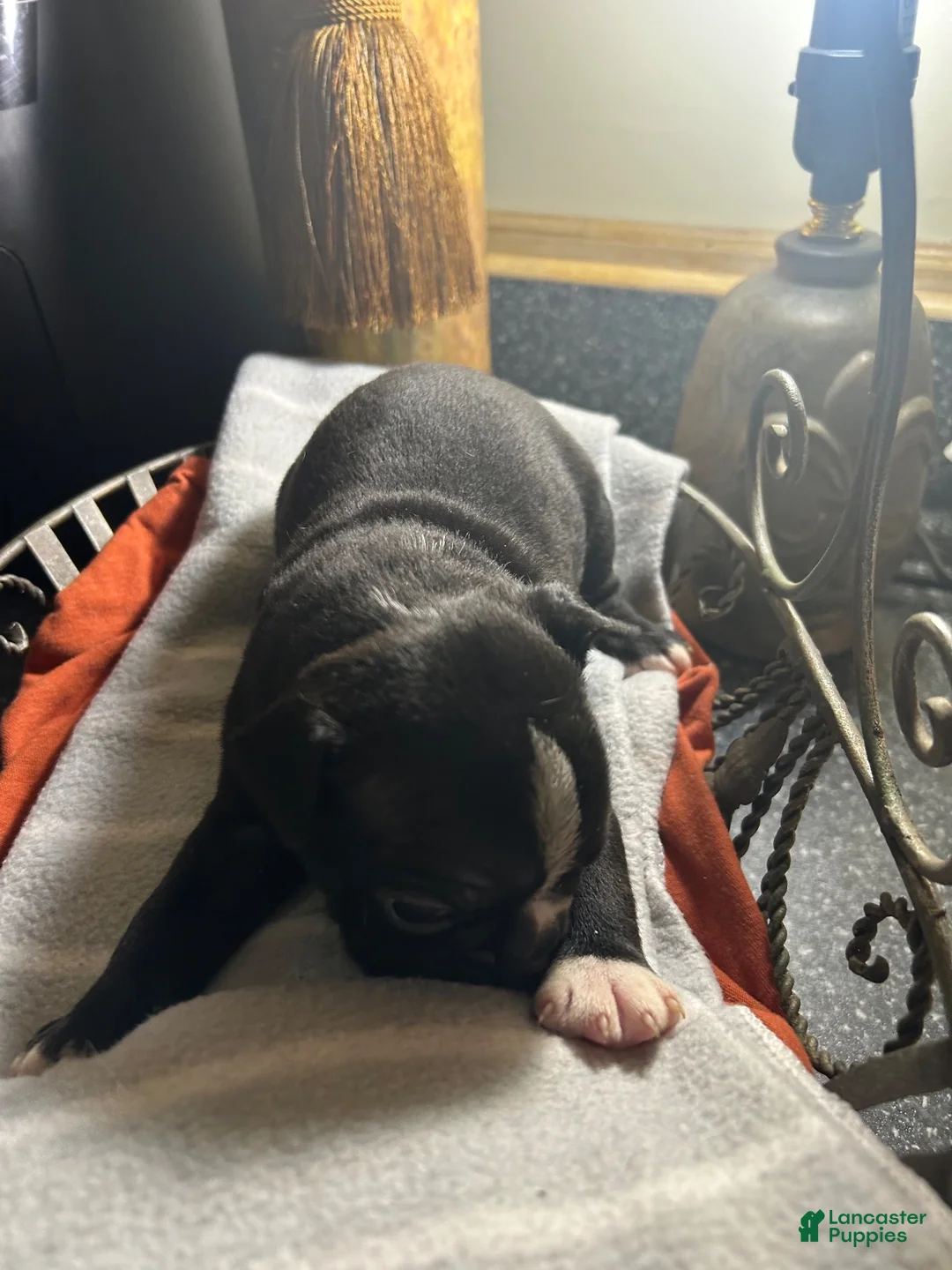 Boston Terrier dogs for sale: Boston Terrier 12 - Ad 1