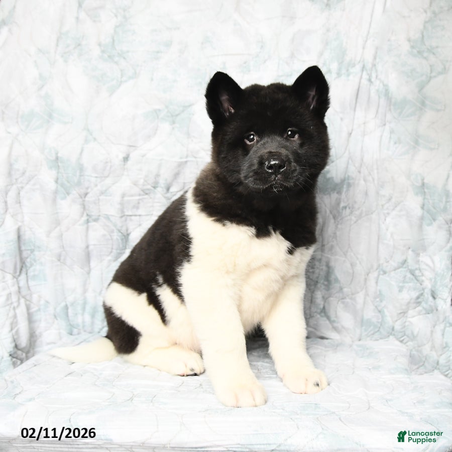 Akita dogs Twila - Ad 3