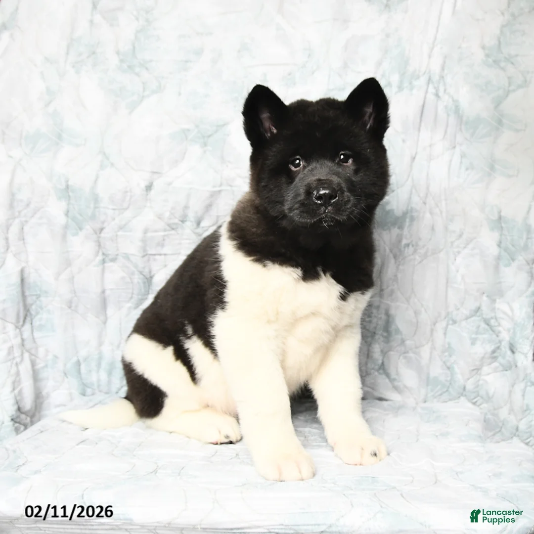 Akita dogs for sale: Twila - Ad 1