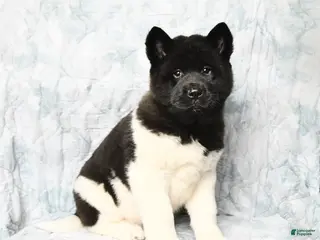 Akita dogs Twila - Ad 3