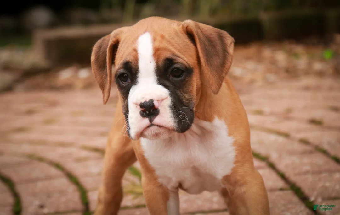 Boxer dogs for sale: Rex - Ad 2