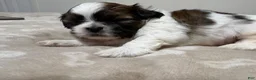 Shih Tzu dogs for sale: Shih Tzu 1 - Ad 3