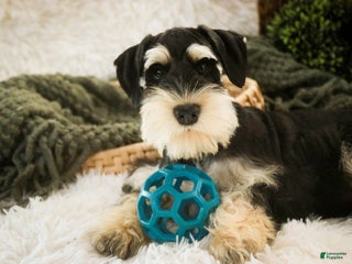 Miniature Schnauzer dogs Frederic - Ad 27