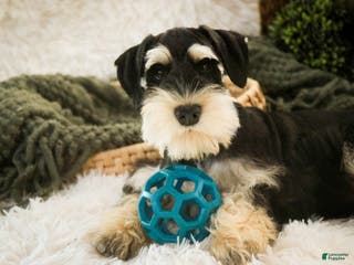 Miniature Schnauzer dogs Frederic - Ad 42