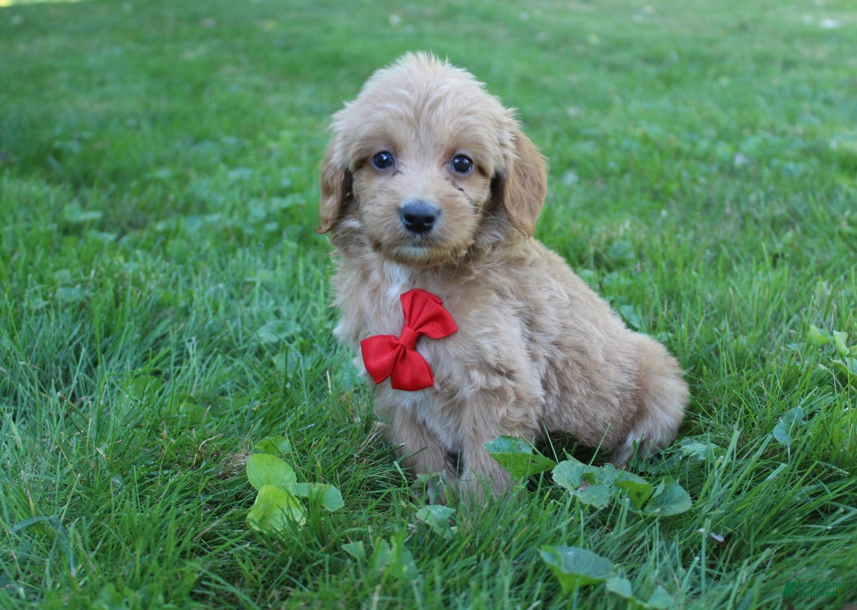 Mini Goldendoodle dogs for sale: Dewie 💎 - Ad 1