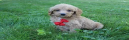 Mini Goldendoodle dogs for sale: Dewie 💎 - Ad 3