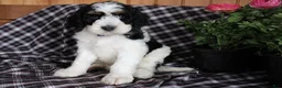Bernedoodle dogs for sale: Spot - Ad 1