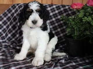 Bernedoodle dogs Spot - Ad 32