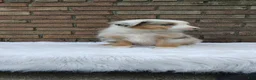 Australian Shepherd dogs for sale: Chloe - Ad 2