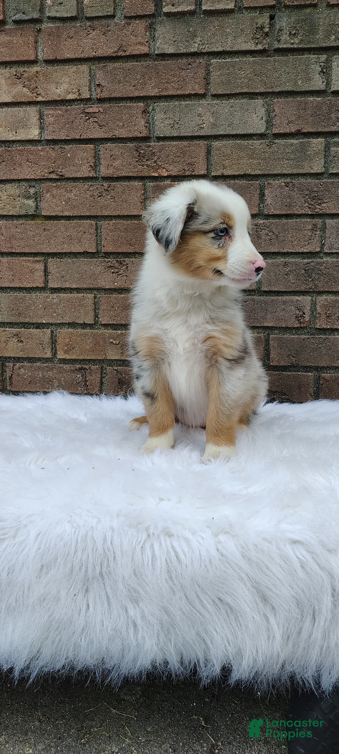 Australian Shepherd dogs for sale: Chloe - Ad 2