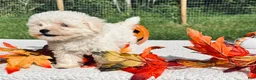 Maltese dogs for sale: Maltese 1 - Ad 2