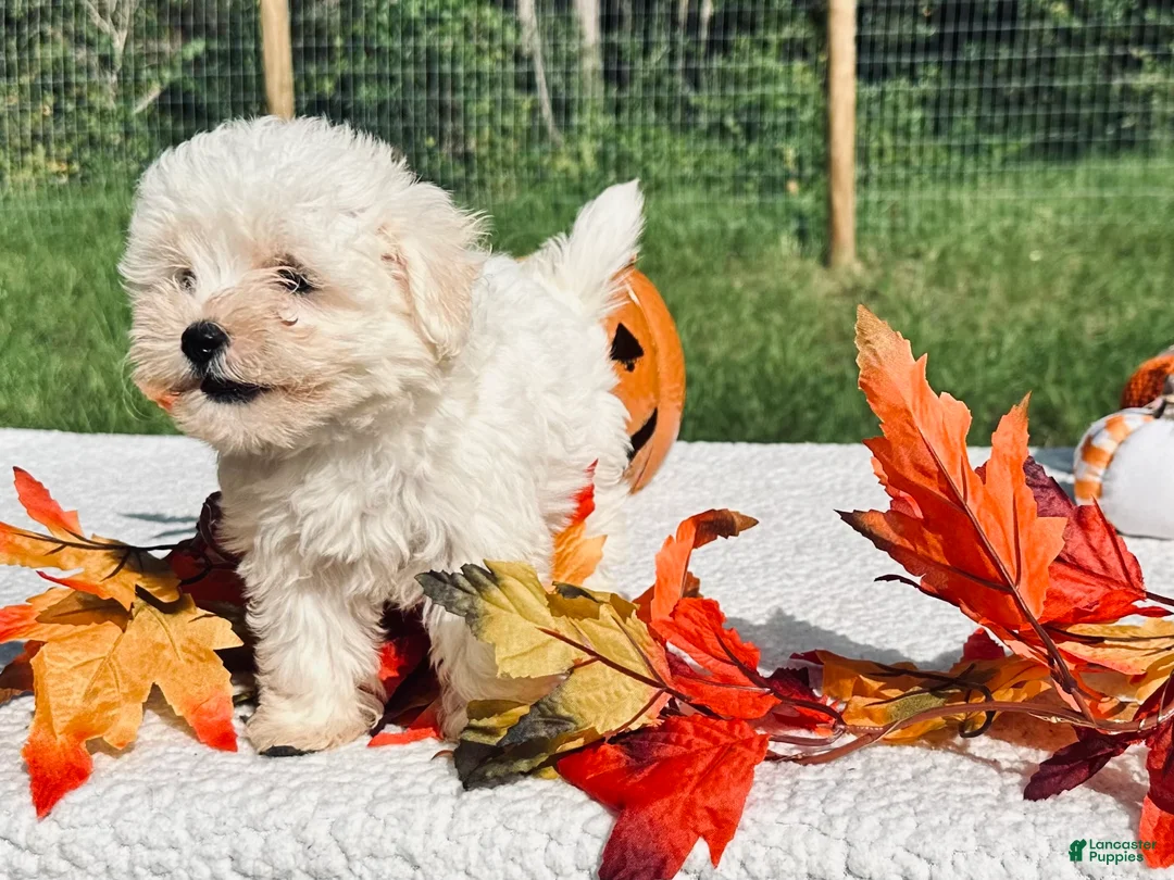 Maltese dogs for sale: Maltese 1 - Ad 2