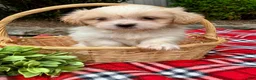 Shih Tzu dogs for sale: Trixie - Ad 3