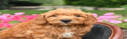Mini Goldendoodle dogs for sale: Moose - Ad 3