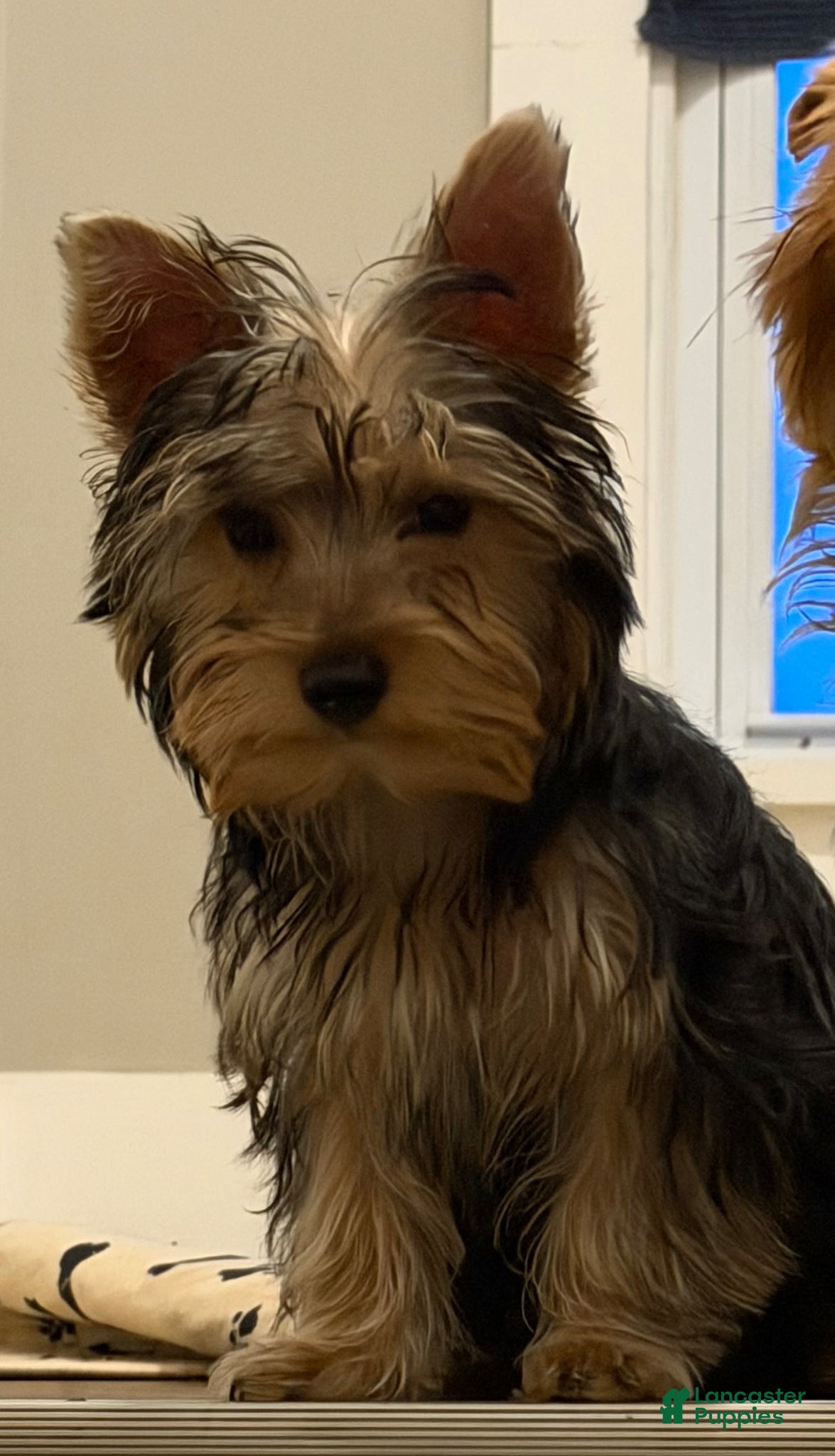 Yorkshire Terrier dogs Leo - Ad 1