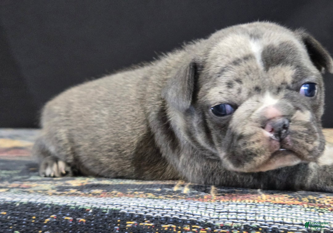 Frenchton dogs for sale: Koko - Ad 2