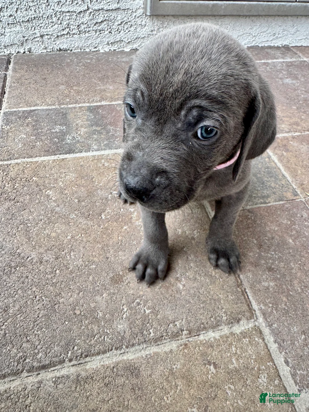 Mixed Breed dogs for sale: Mixed Breed Puppy 6 (light pink)  - Ad 7