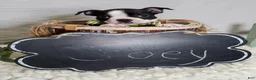 Boston Terrier dogs for sale: Joey - Ad 4