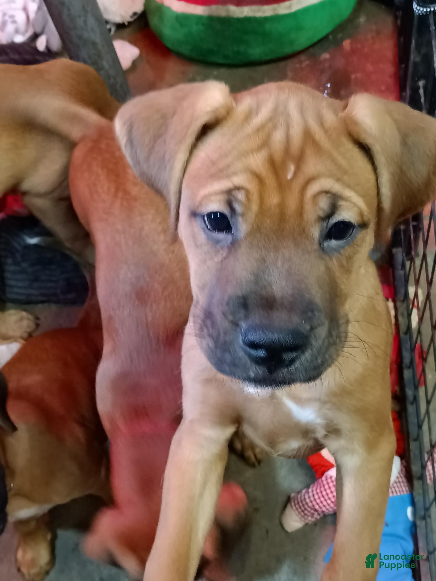 Mixed Breed dogs for sale: Mixed Breed 1 - Ad 35