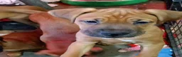 Mixed Breed dogs for sale: Mixed Breed 1 - Ad 1