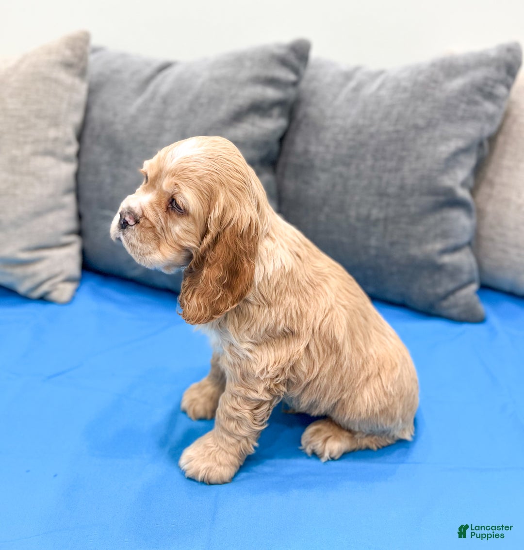 Cocker Spaniel dogs for sale: Henry - Ad 4