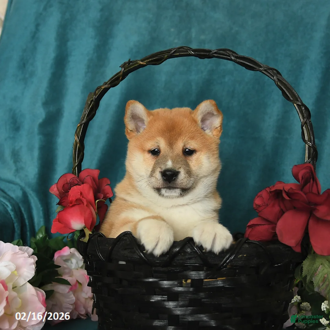 Shiba Inu dogs for sale: Leo - Ad 3