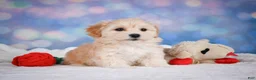 Maltipoo dogs for sale: Maggie - Ad 4