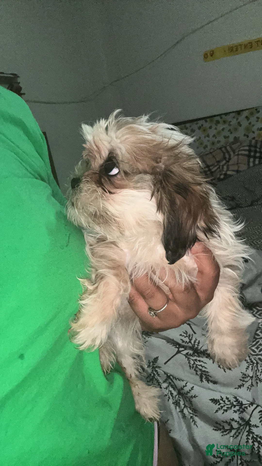 Malshi dogs for sale: Malshi Puppy 1 - Ad 1