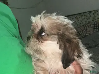 Malshi dogs Malshi Puppy 1 - Ad 9