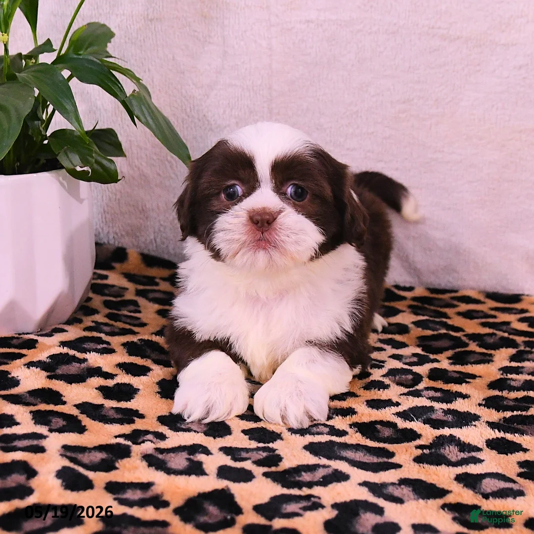 Shih Tzu dogs for sale: Stacy - Ad 3
