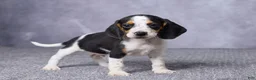 Beagle dogs for sale: Simon - Ad 4