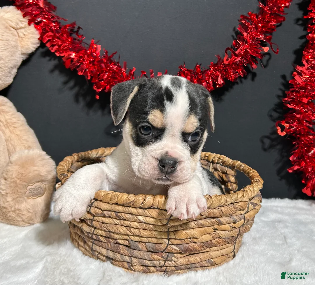 Beabull dogs for sale: Ginger - Ad 6