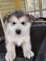 Alaskan Malamute Puppy 7