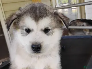 Alaskan Malamute dogs Alaskan Malamute Puppy 7 - Ad 7