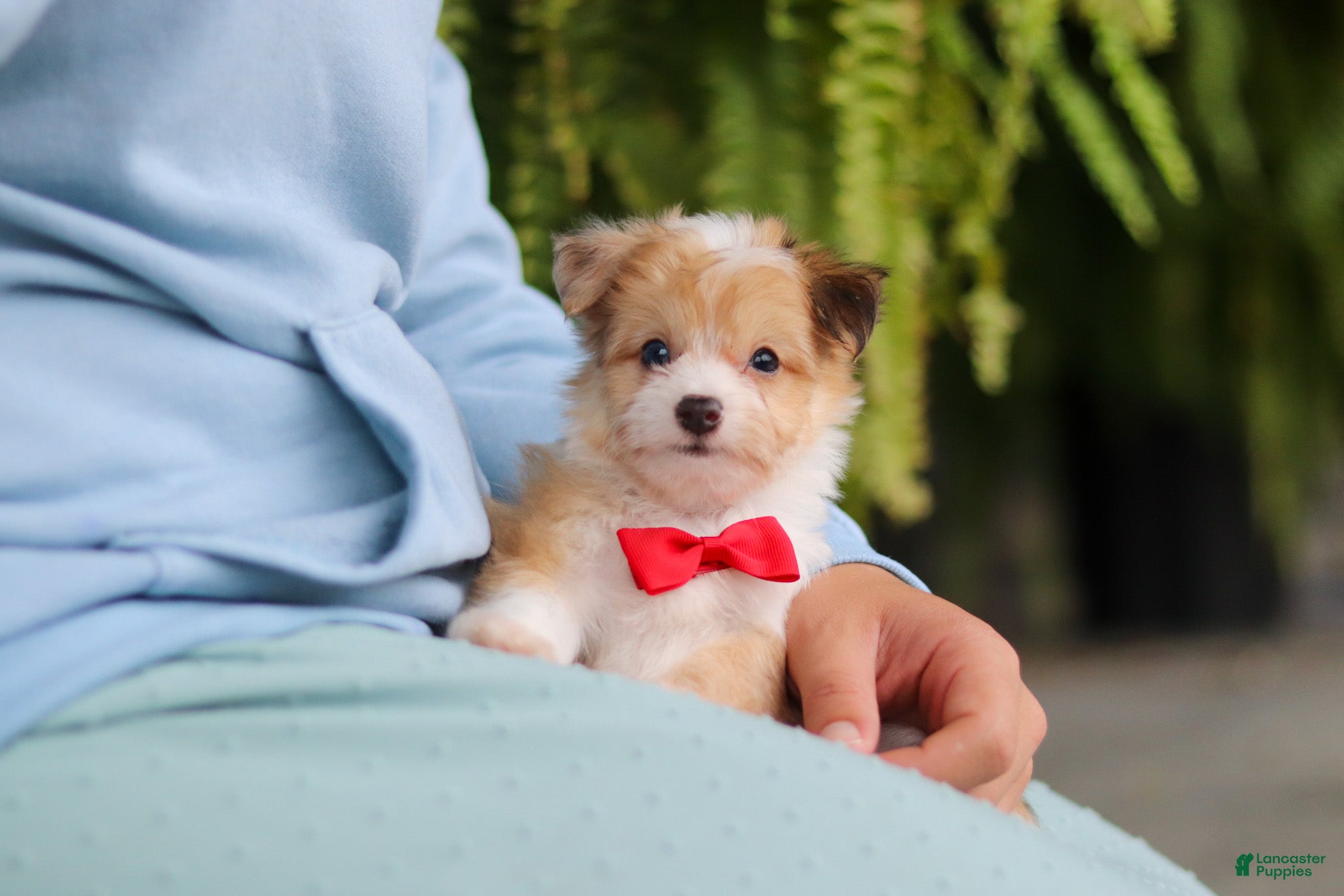 Mixed Breed dogs Milo - Ad 1