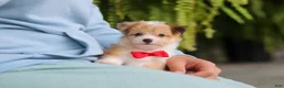 Mixed Breed dogs for sale: Milo - Ad 1